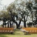 CD 468 caroline ro photog buttercup lowndes natural oakwood